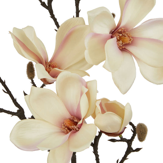 Pale apricot magnolia blooms with creamy highlights on natural branches, adding elegance to any decor.