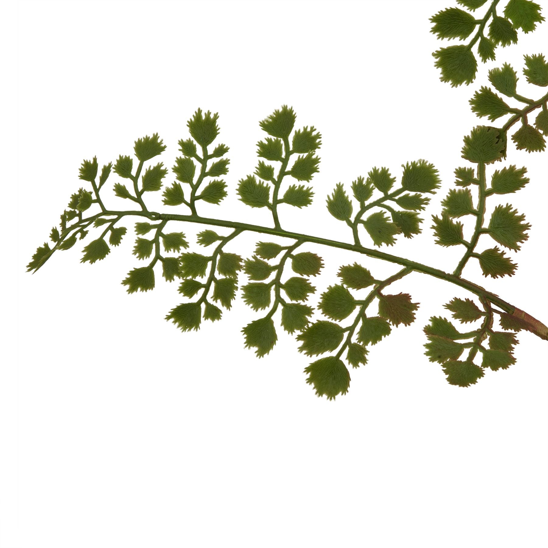 The Natural Garden Collection Maidenhair Fern Stem - All Artificial Flowers from the Quanta Home collection.