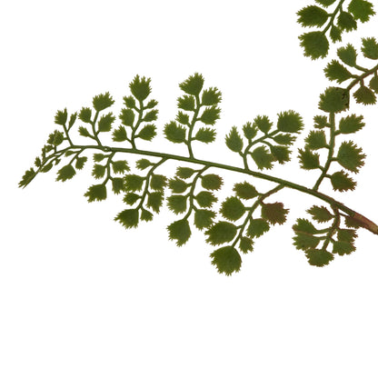 The Natural Garden Collection Maidenhair Fern Stem - All Artificial Flowers from the Quanta Home collection.