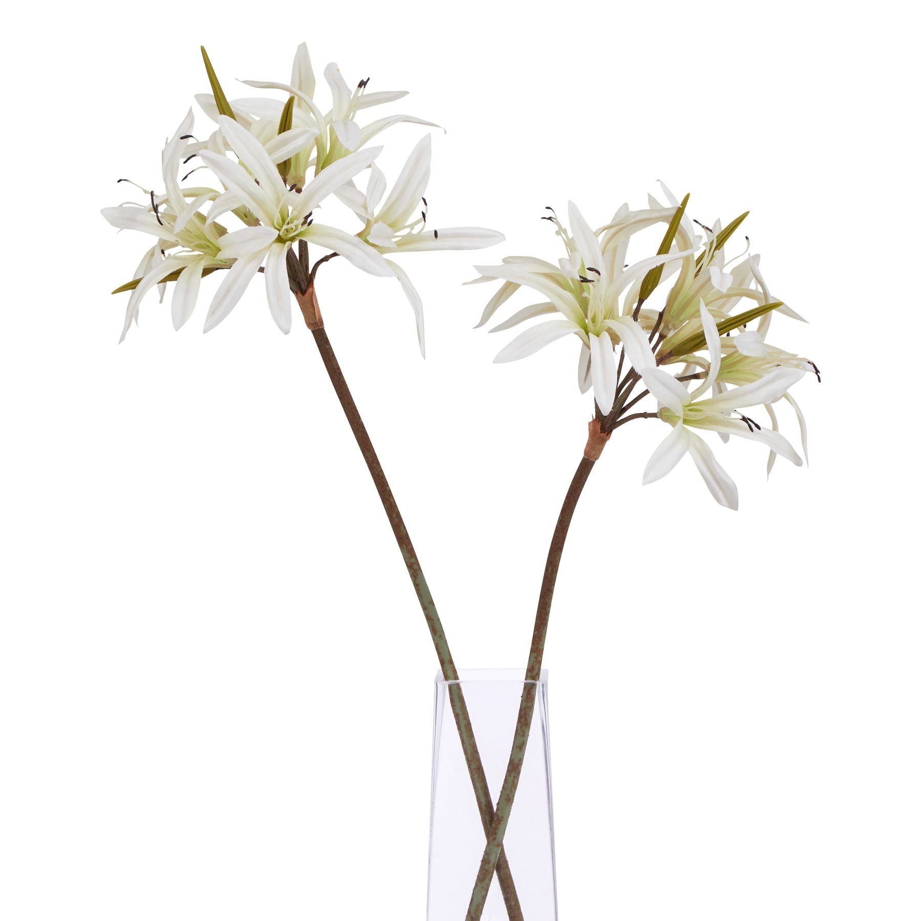 Elegant white Nerine lily stems with slender, recurved petals and prominent stamens, arranged in a clear vase.