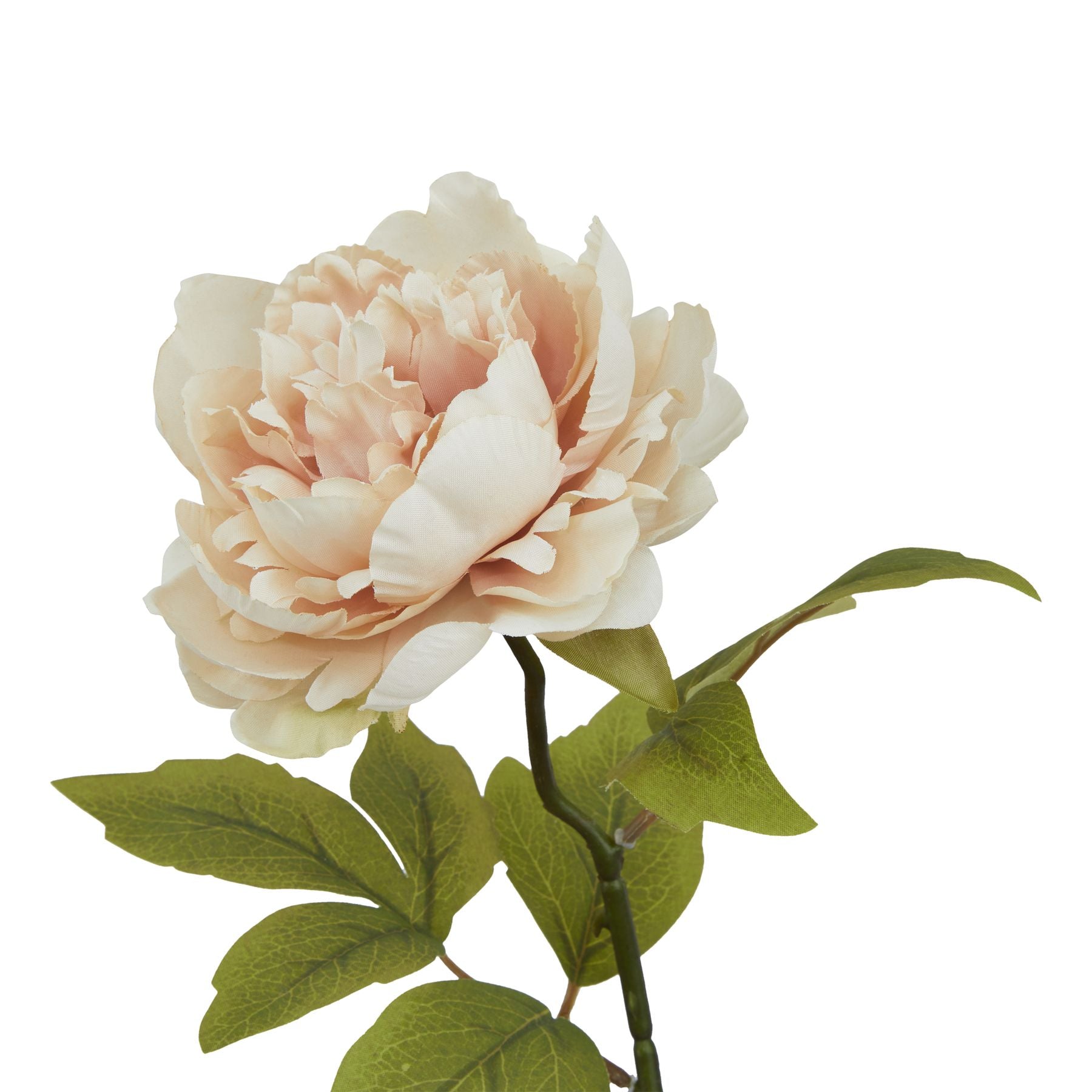 Delicate blush peony with layered petals and vibrant green leaves, ideal for enhancing modern or traditional decor.
