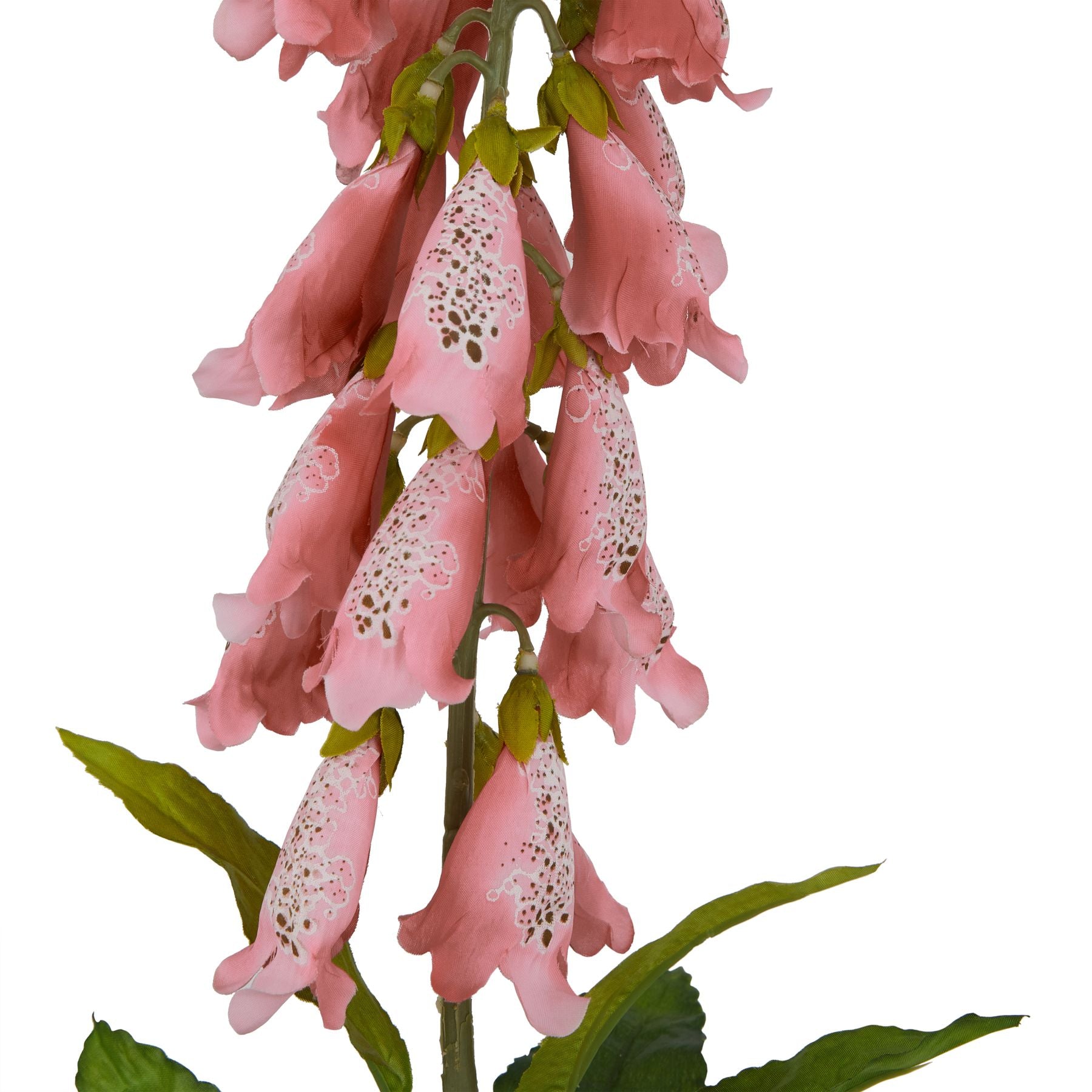 Pale pink foxglove with bell-shaped blooms and detailed patterns, accompanied by lush green leaves on a flexible stem.