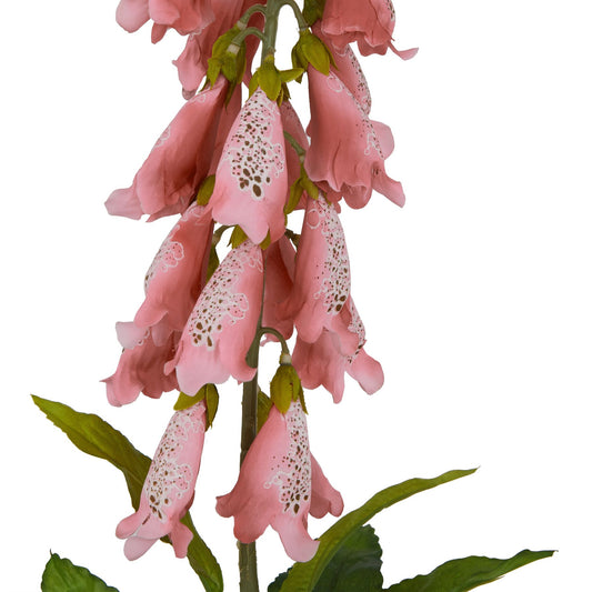 Pale pink foxglove with bell-shaped blooms and detailed patterns, accompanied by lush green leaves on a flexible stem.