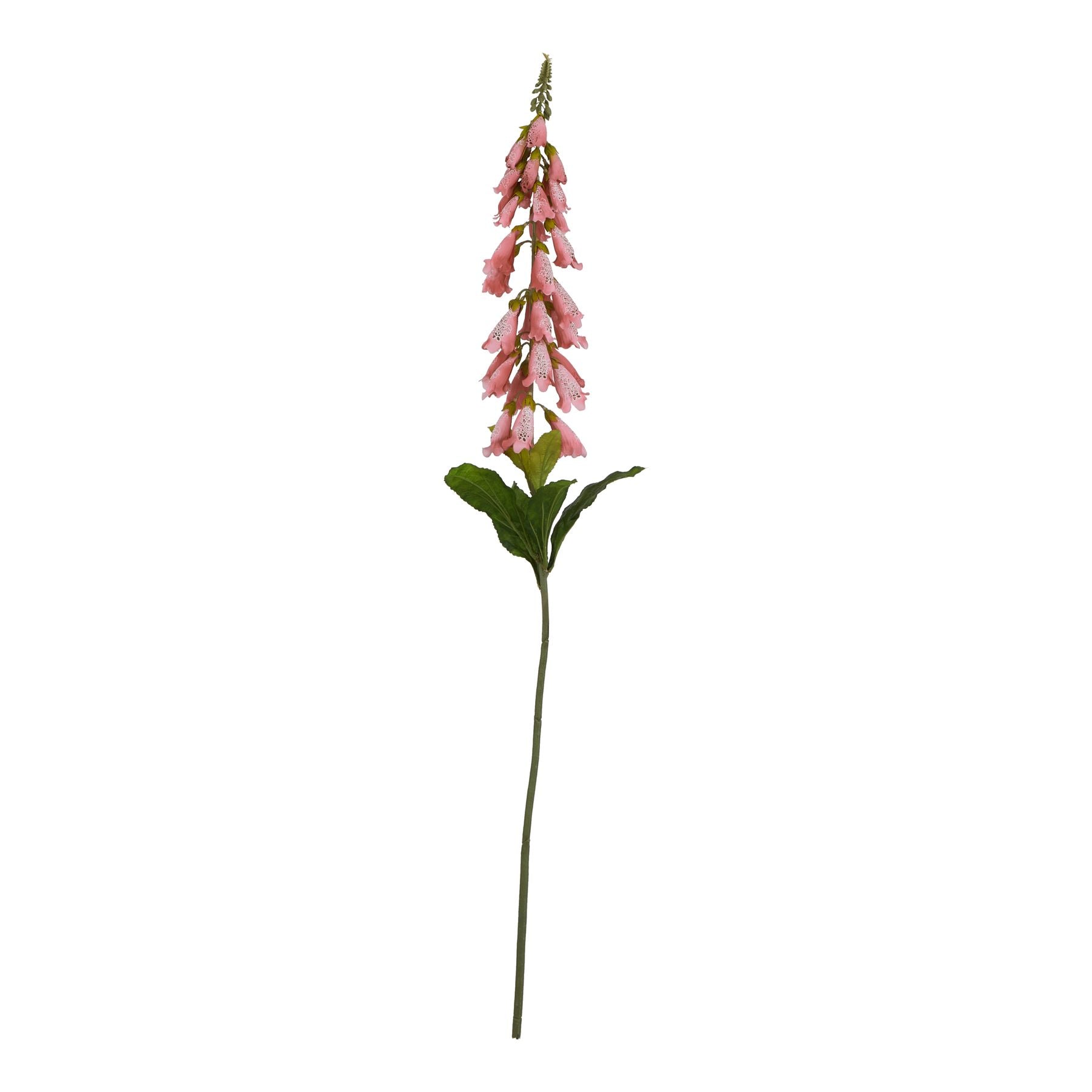 Pale pink foxglove with bell-shaped blooms, set on a flexible stem, nestled among green leaves, showcasing elegant, realistic design.
