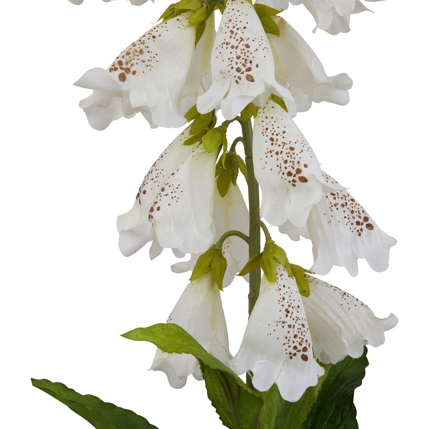 Elegant white foxglove with intricate veining, featuring bell-shaped flowers and lush green leaves, perfect for any decor.