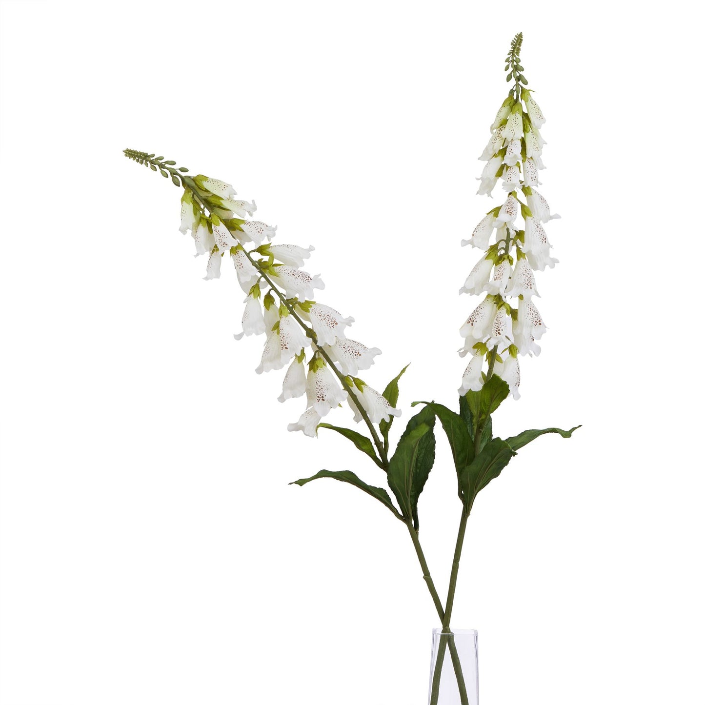 Elegant white foxglove stems with bell-shaped blooms and delicate veining, complemented by lush green leaves, in a clear vase.