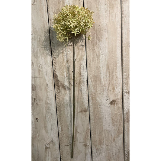 Long, slender green stem topped with a spherical cluster of delicate star-shaped beige florets, perfect for elegant decor.