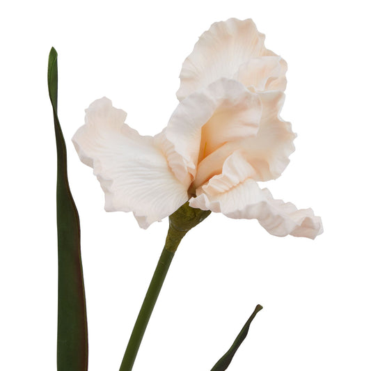 Pale apricot fringed iris with soft ruffled petals and green leaves, perfect for elegant home decor arrangements.