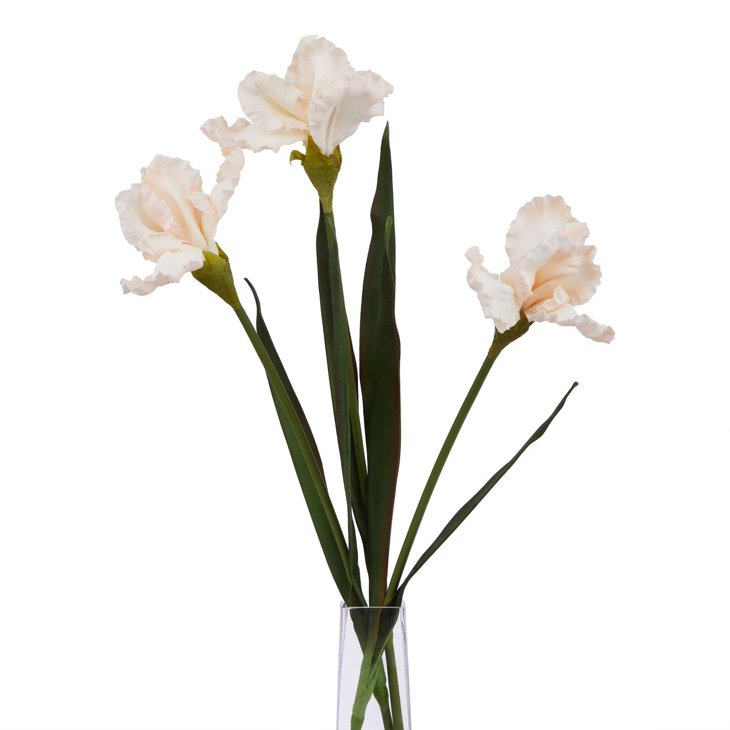 Pale apricot fringed iris with delicate ruffled petals and green leaves in a clear vase, adding elegance to any decor.