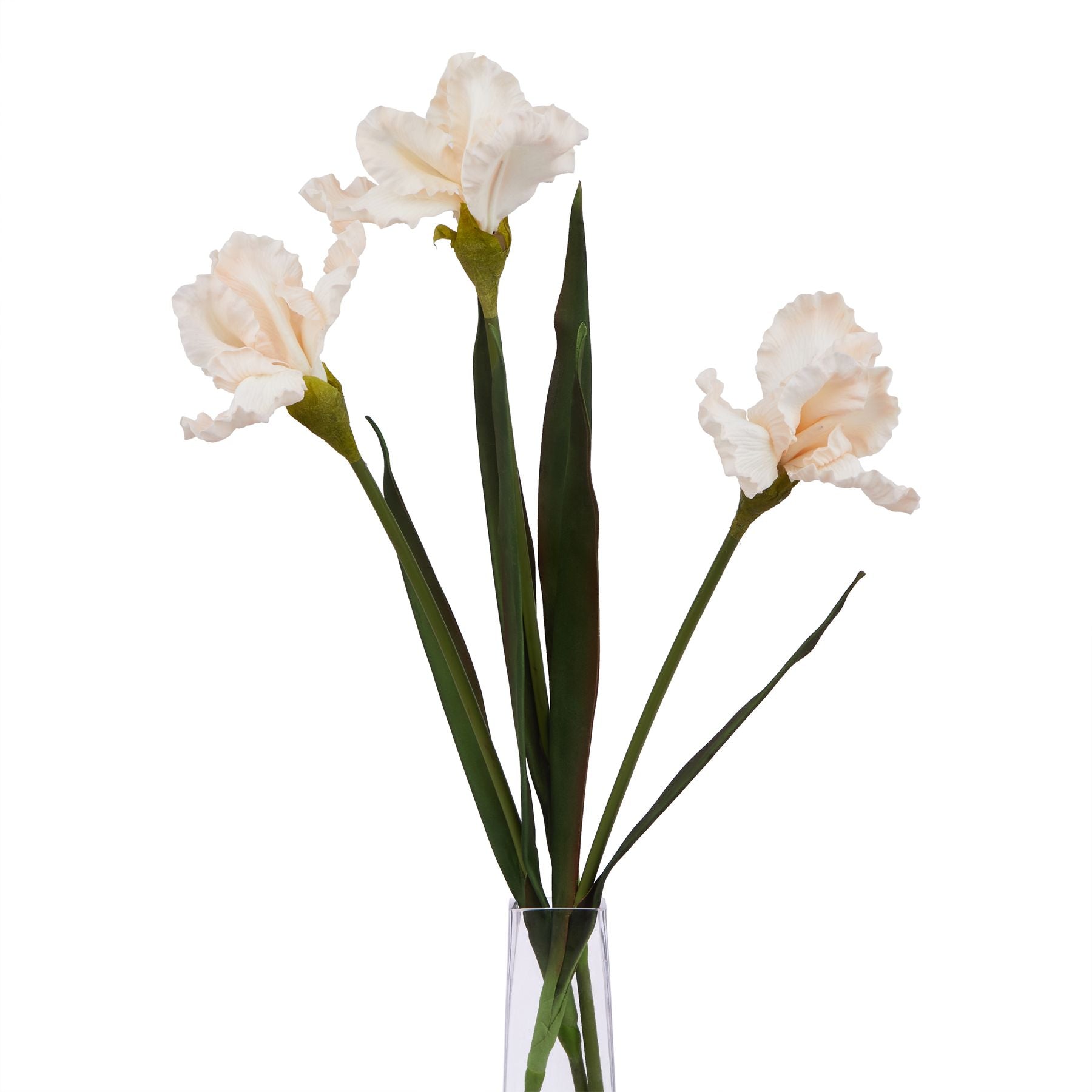 Pale apricot fringed iris with delicate ruffled petals and green leaves in a clear vase, adding elegance to any decor.