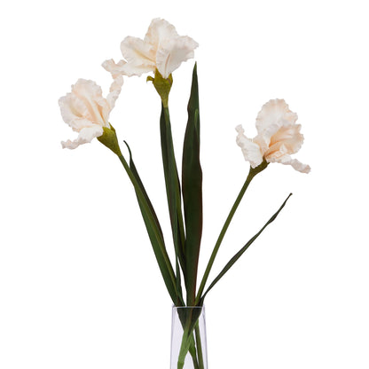 The Natural Garden Collection Pale Apricot Fringed Iris - Single Stem Flowers from the Quanta Home collection.