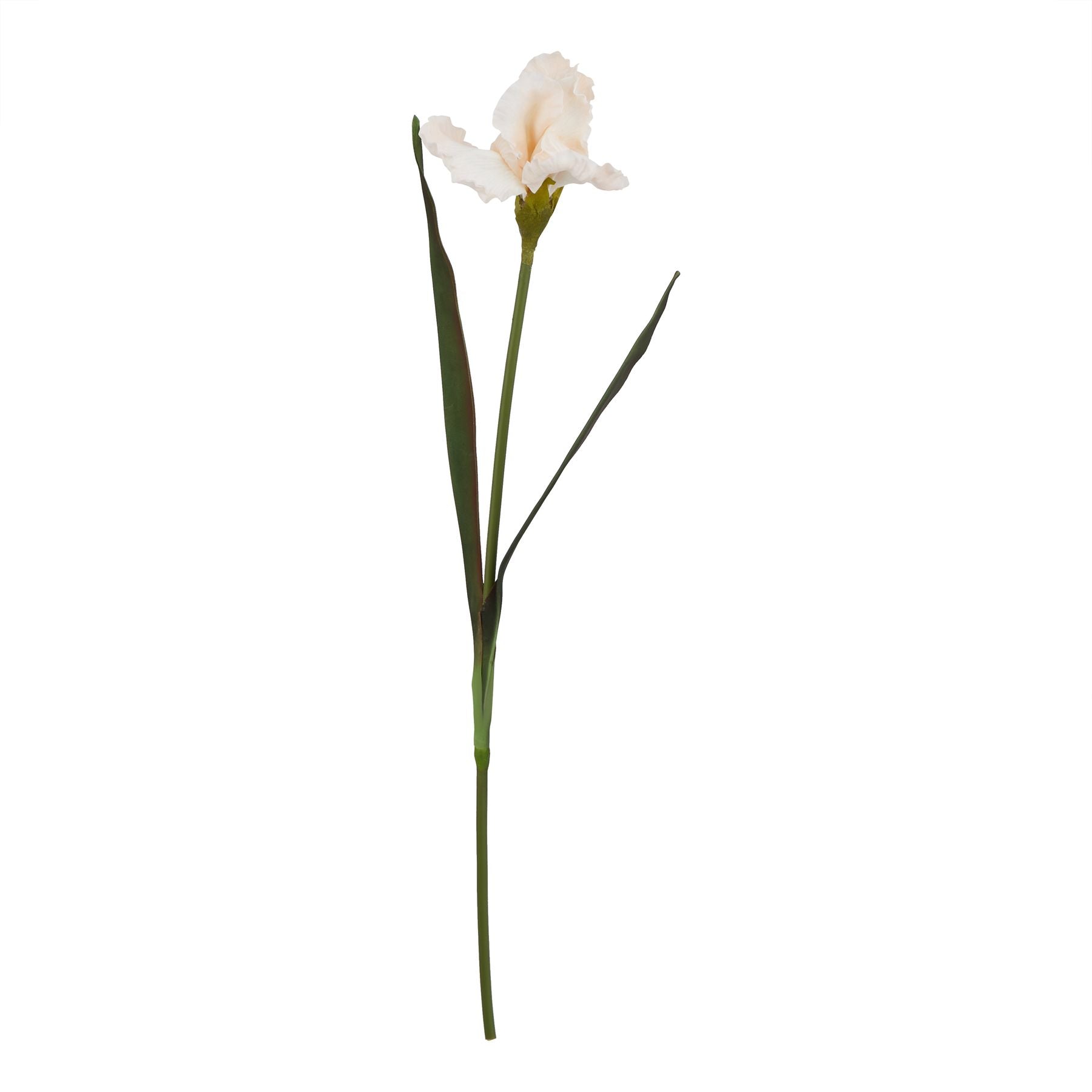 Pale apricot fringed iris with soft peach petals, green leaves, and a long stem, perfect for elegant floral displays.