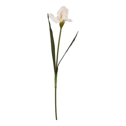 The Natural Garden Collection Pale Apricot Fringed Iris - Single Stem Flowers from the Quanta Home collection.