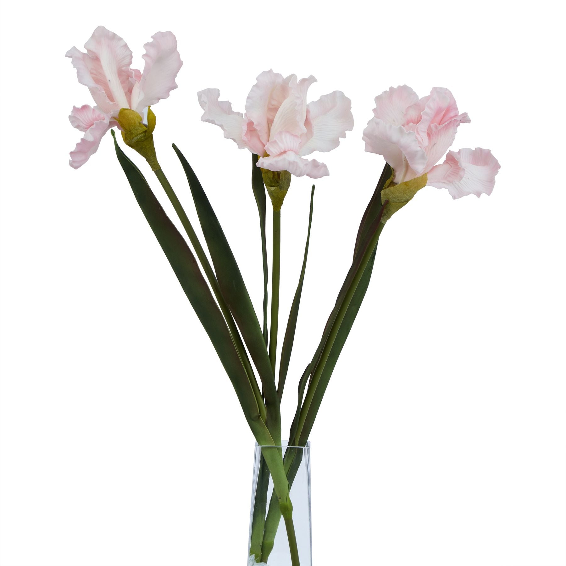 Pale pink fringed iris blooms with delicate petal detailing, complemented by lush green leaves in a clear vase.