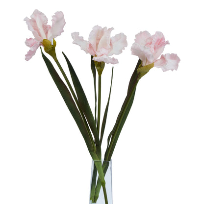 The Natural Garden Collection Pale Pink Fringed Iris - Single Stem Flowers from the Quanta Home collection.