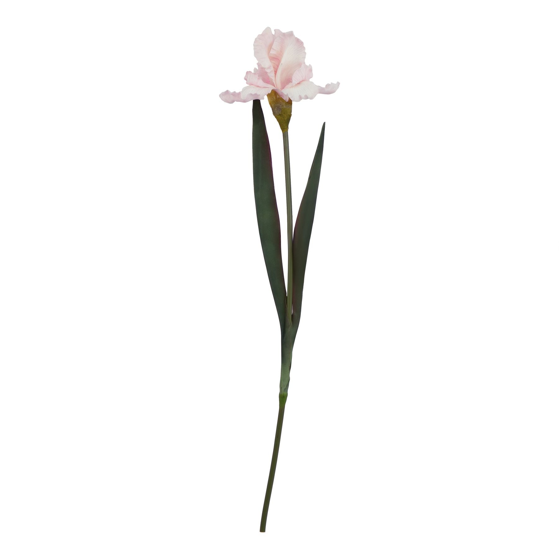 Pale pink fringed iris with soft, delicate petals and long green leaves, ideal for elegant floral arrangements year-round.