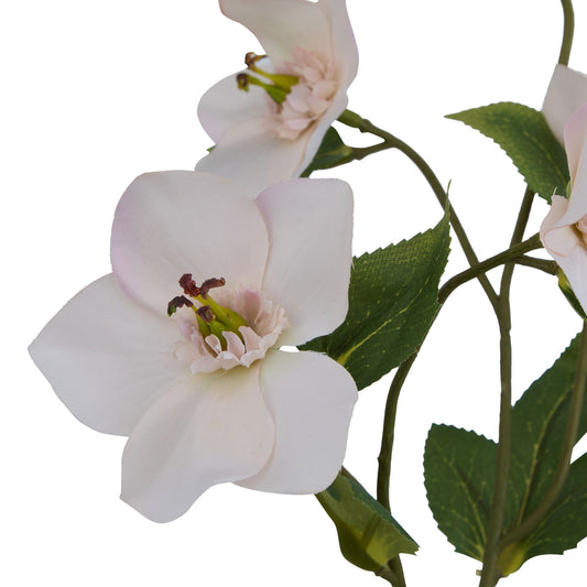 Pale apricot hellebore with delicate petals and green leaves, exuding refined elegance for sophisticated decor.