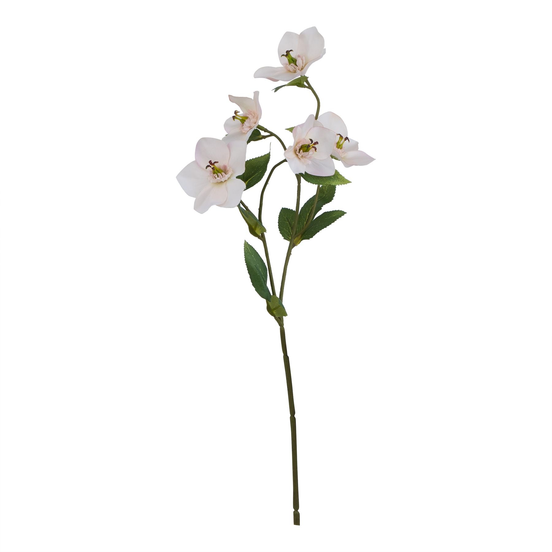 Delicate pale apricot hellebore flowers on a slender stem with green leaves, offering elegant, year-round decor.