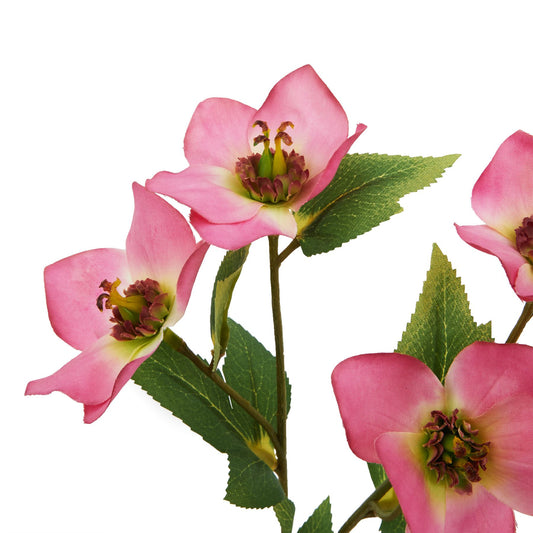 Pink variegated hellebore with realistic petals and green leaves; elegant addition for home decor, offering lasting beauty.