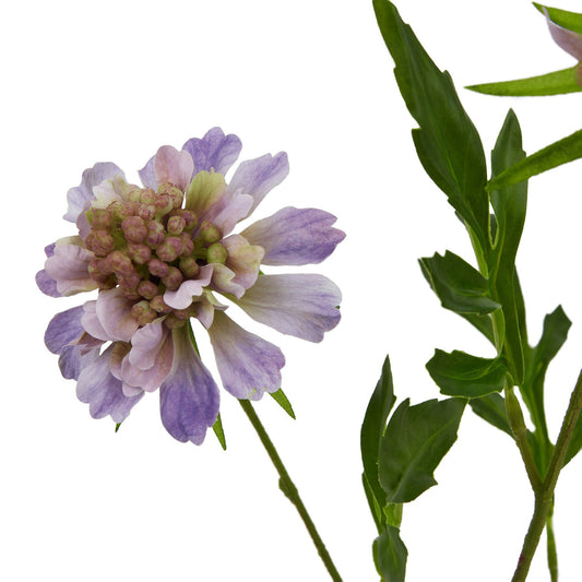 Lifelike purple scabious stem with delicate petals and green leaves, perfect for enhancing floral displays and modern decor.