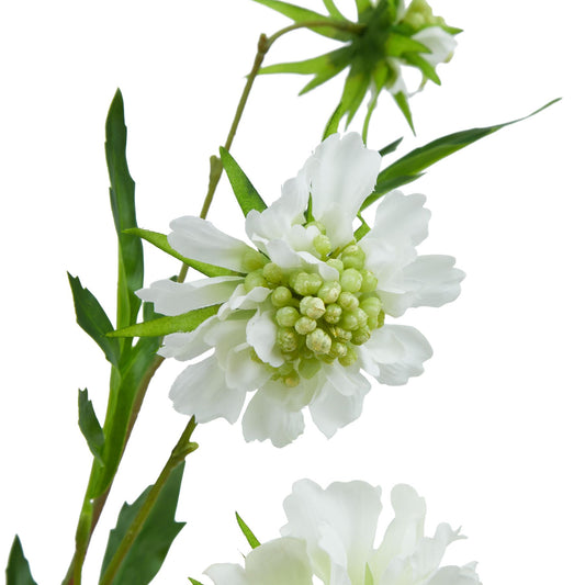 Realistic white scabious stem with delicate petals and green accents, ideal for elegant floral arrangements and décor.