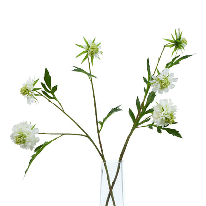 The Natural Garden Collection White Scabious Stem - Spring Stems from the Quanta Home collection.