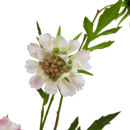 Delicate pale pink scabious stem with realistic petals and green leaves, perfect for elegant floral arrangements.
