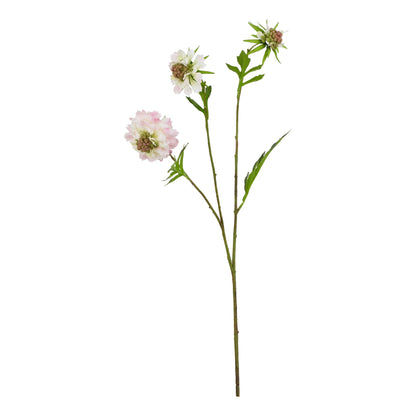 The Natural Garden Collection Pale Pink Scabious Stem - Spring Stems from the Quanta Home collection.