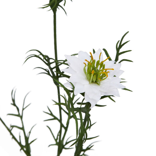 Delicate white Nigella Love In A Mist stem with feathery green foliage and intricate seed pods, elevating floral displays.