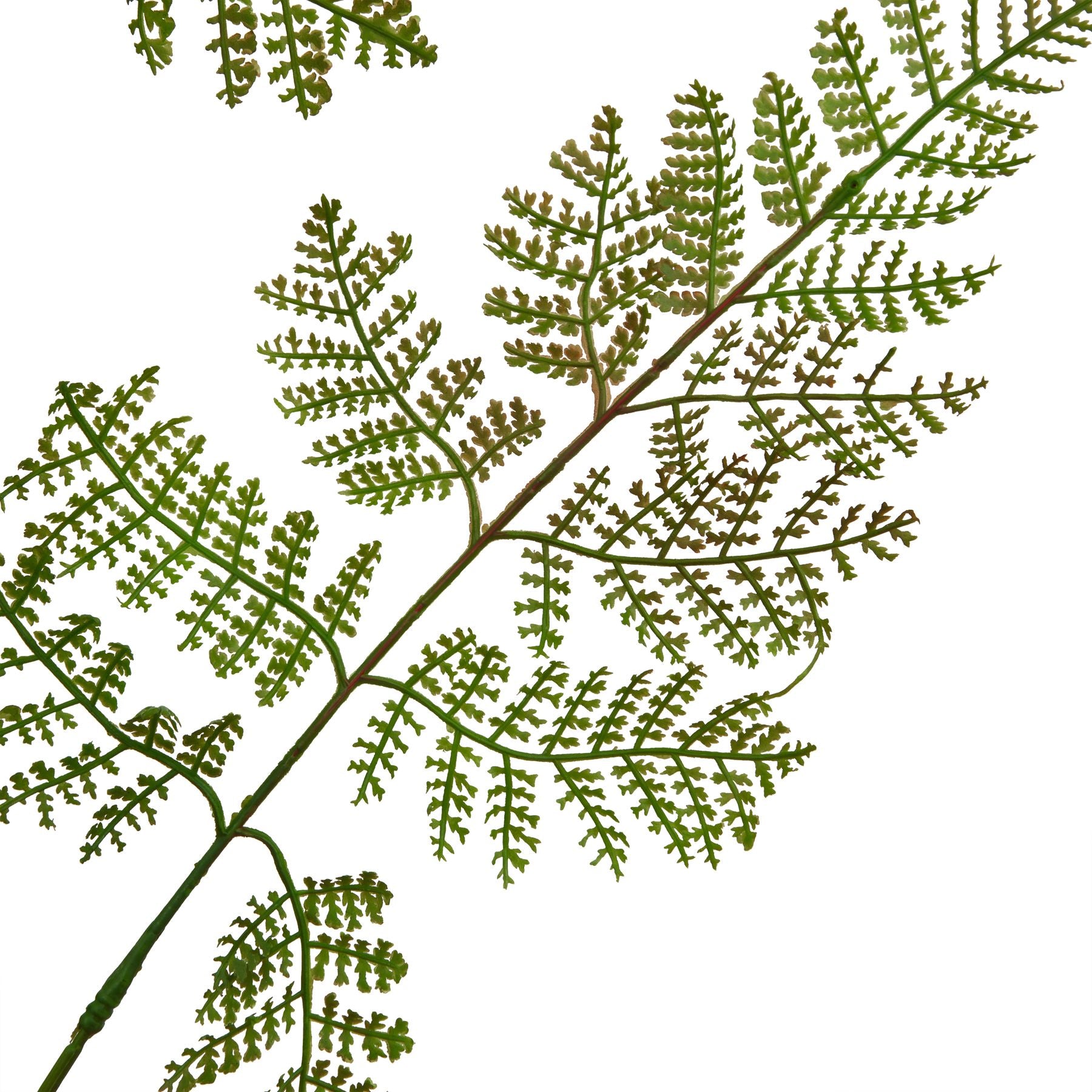 Large green bracken fern spray with detailed, textured fronds, perfect for elegant arrangements or a standalone decor piece.