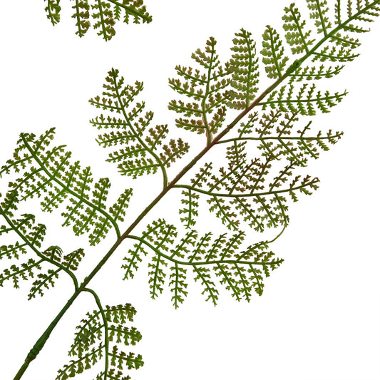 Large green bracken fern spray with detailed, textured fronds, perfect for elegant arrangements or a standalone decor piece.