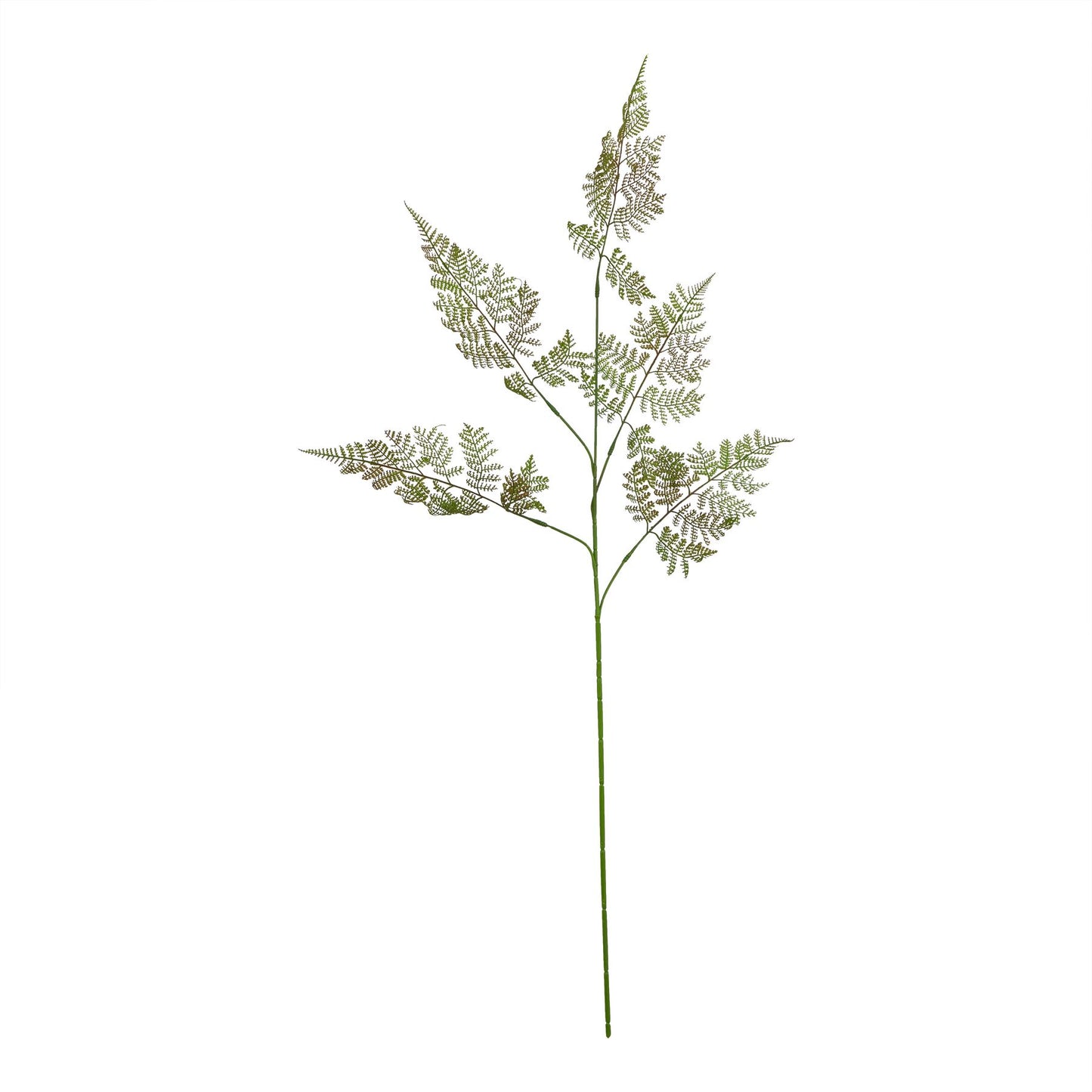 Large green bracken fern spray with intricate fronds, featuring subtle color and texture variations for a realistic, nature-inspired look.