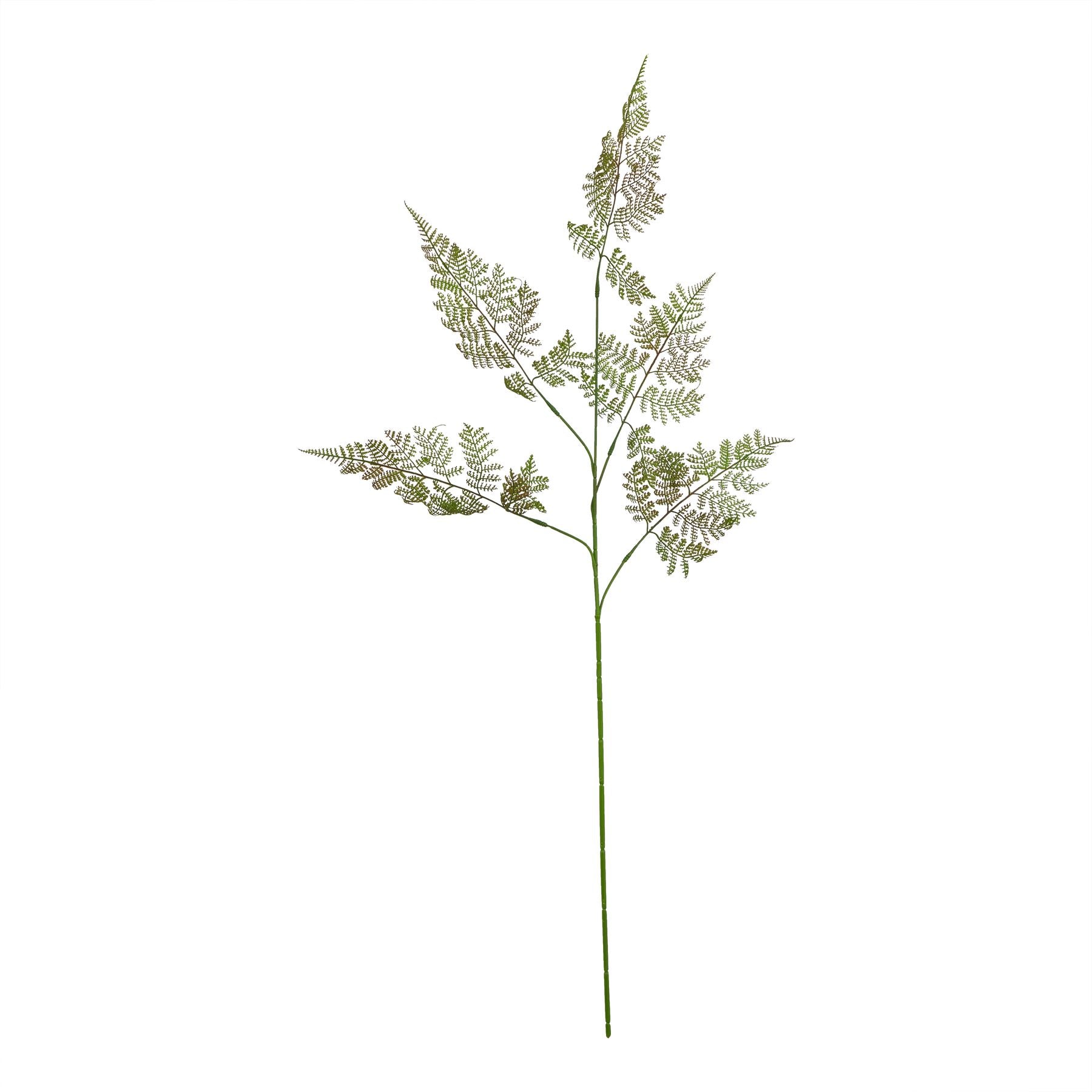 Large green bracken fern spray with intricate fronds, featuring subtle color and texture variations for a realistic, nature-inspired look.