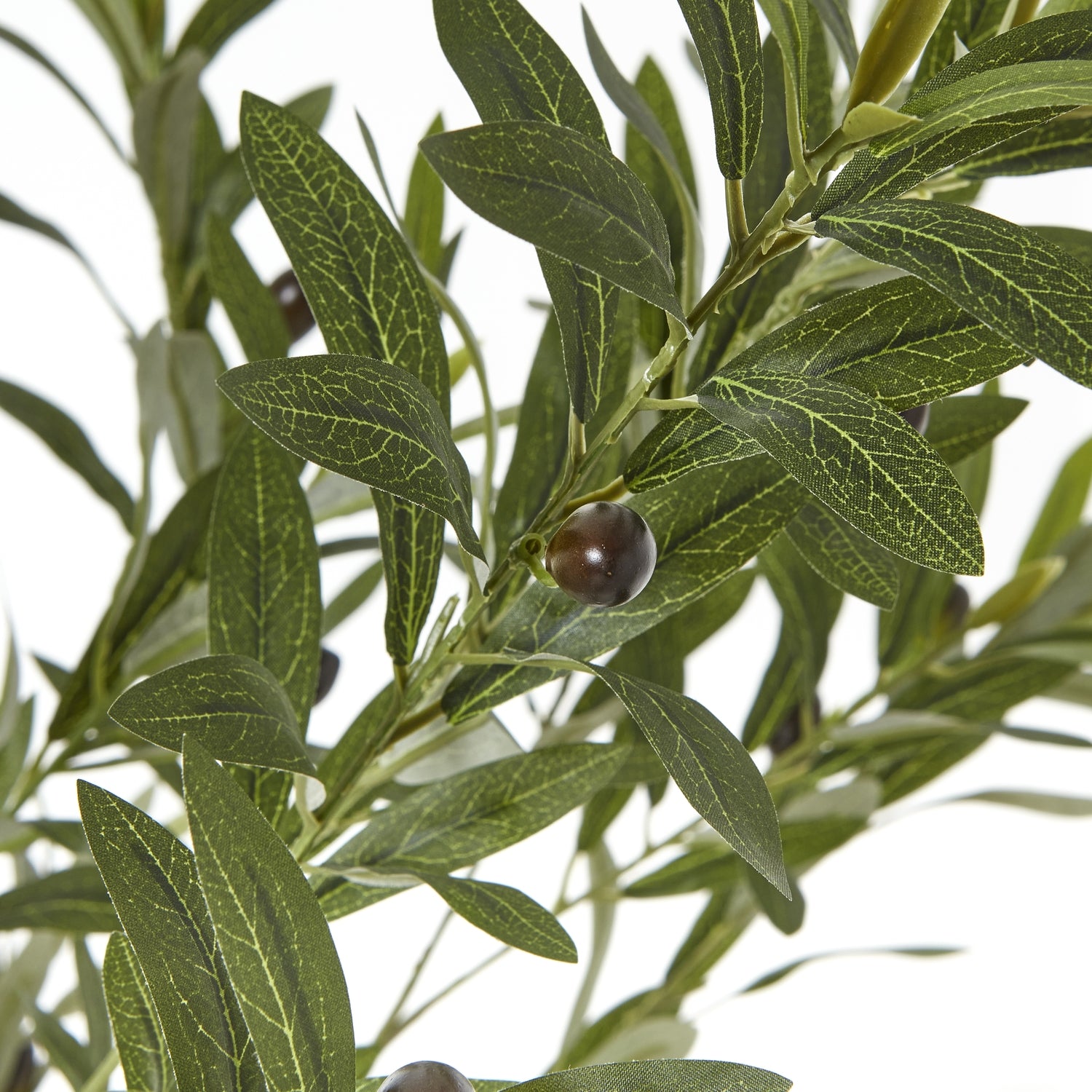 Apulia Olive Tree In White Pot 180Cm - Potted Plants from the Quanta Home collection.