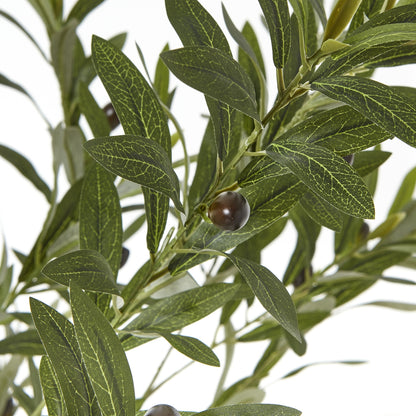 Apulia Olive Tree In White Pot 180Cm - Potted Plants from the Quanta Home collection.