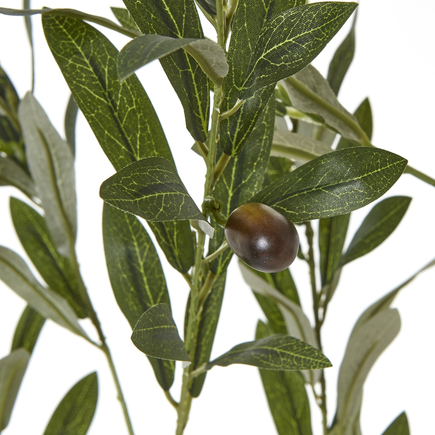 Apulia Olive Tree In White Pot 180Cm - Potted Plants from the Quanta Home collection.