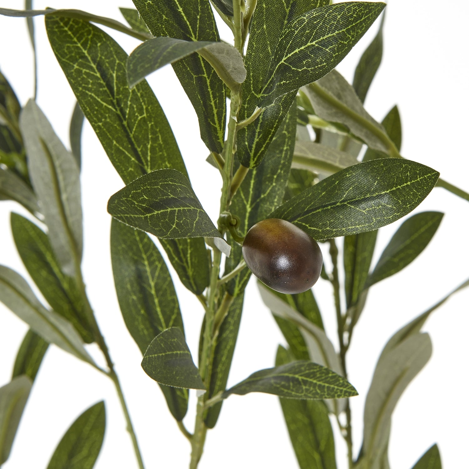 Apulia Olive Tree In White Pot 180Cm - Potted Plants from the Quanta Home collection.