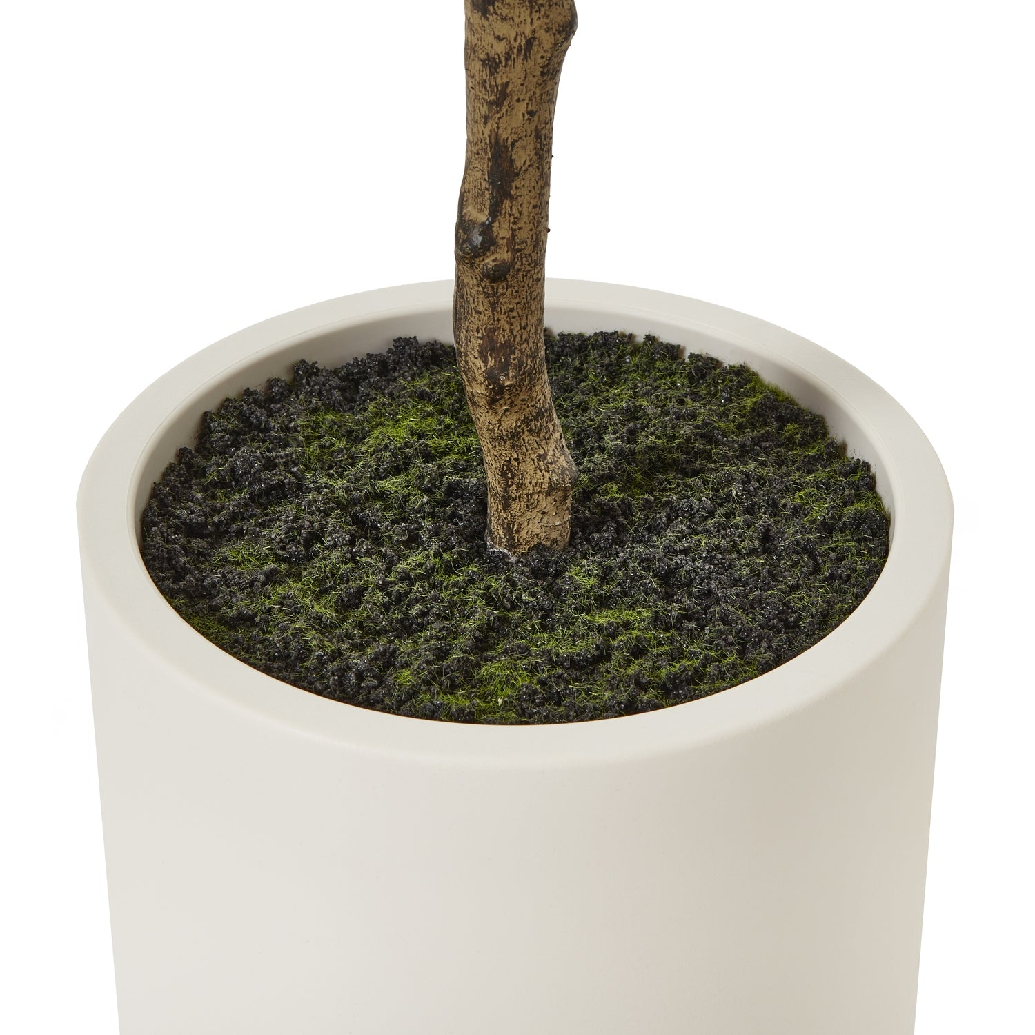 Apulia Olive Tree In White Pot 180Cm - Potted Plants from the Quanta Home collection.