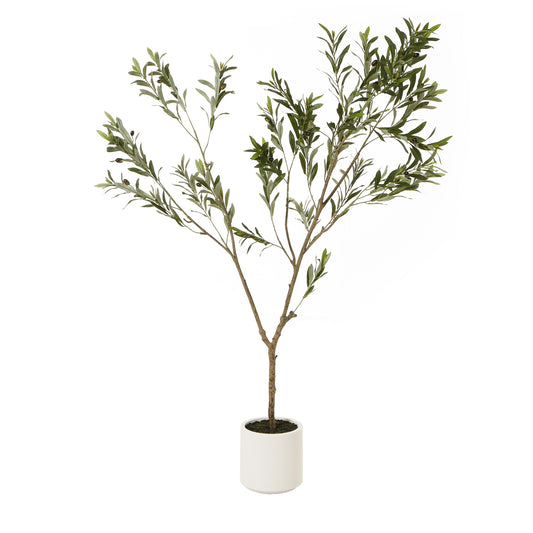 Apulia Olive Tree In White Pot 180Cm - Potted Plants from the Quanta Home collection.