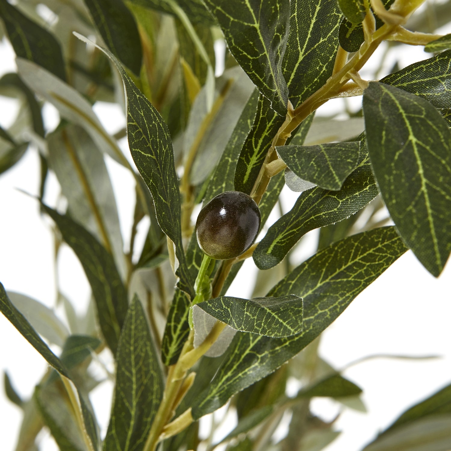 Apulia Olive Tree In White Pot 210Cm - Potted Plants from the Quanta Home collection.