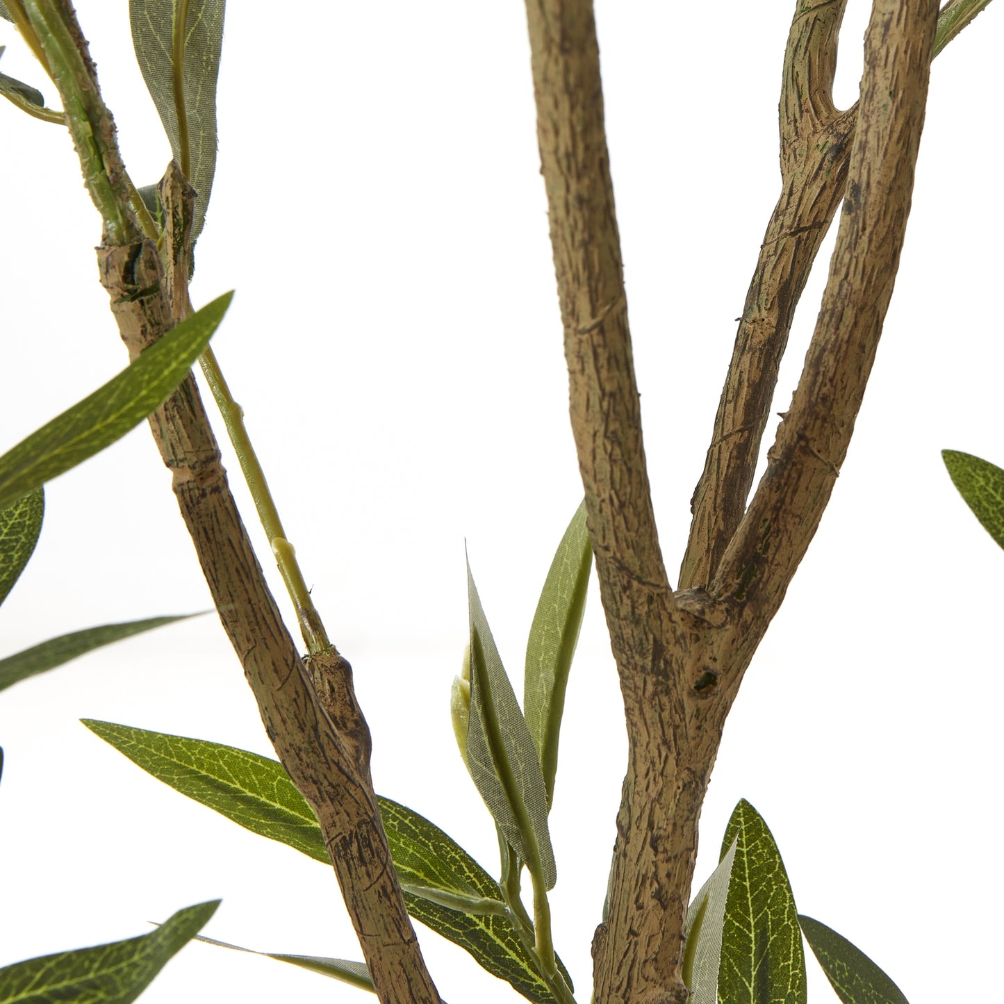 Apulia Olive Tree In White Pot 210Cm - Potted Plants from the Quanta Home collection.