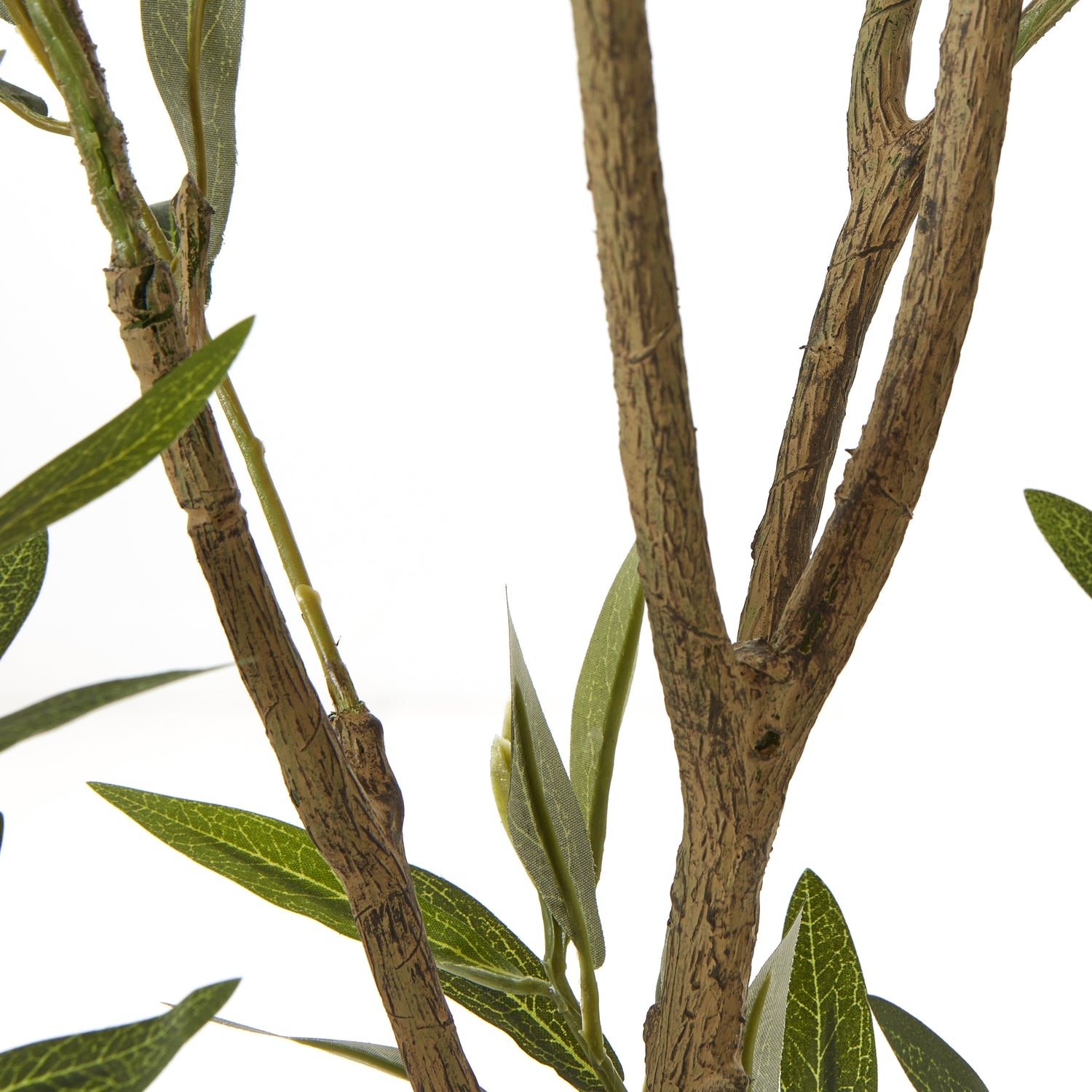 Apulia Olive Tree In White Pot 210Cm - Potted Plants from the Quanta Home collection.