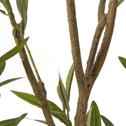 Apulia Olive Tree In White Pot 210Cm - Potted Plants from the Quanta Home collection.