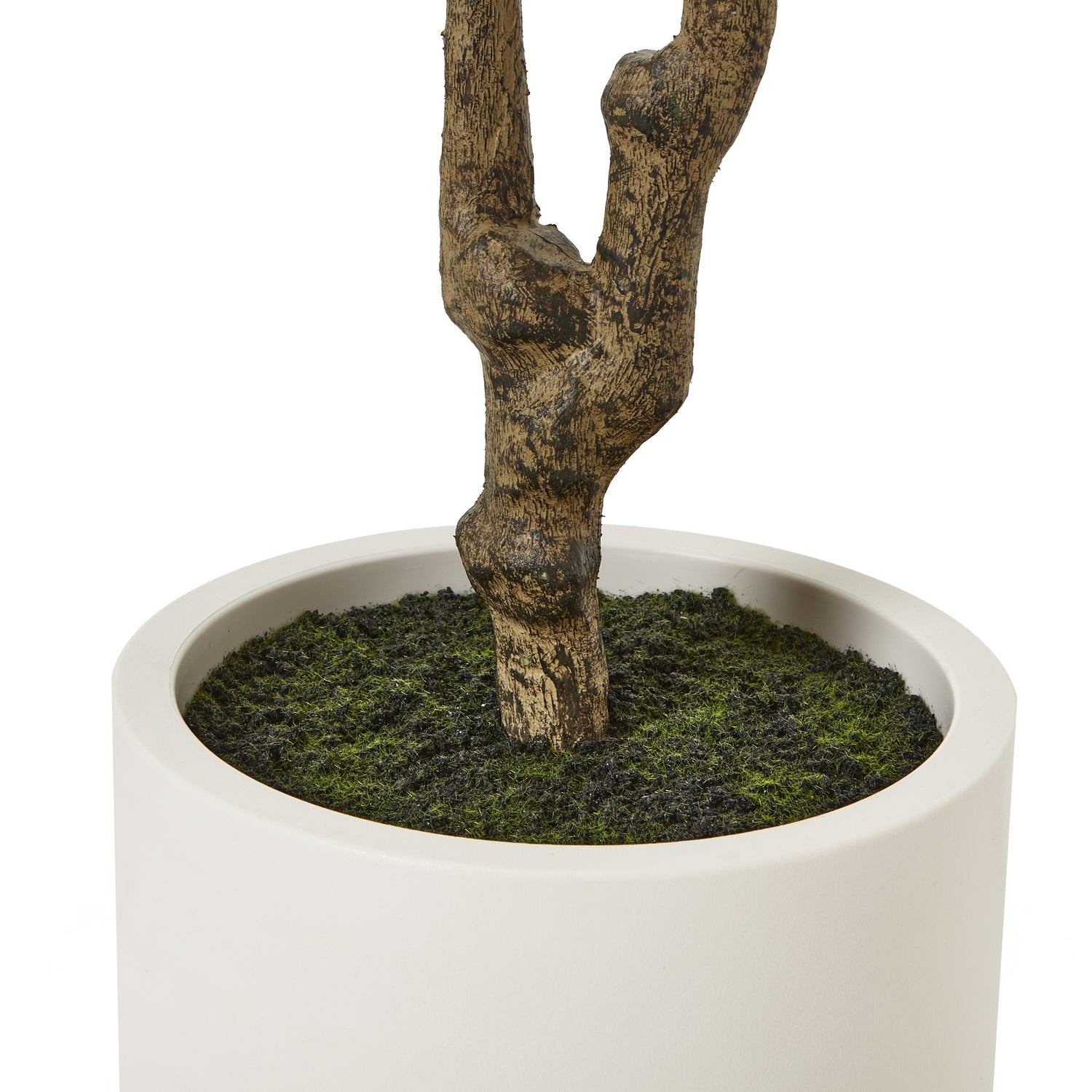 Apulia Olive Tree In White Pot 210Cm - Potted Plants from the Quanta Home collection.
