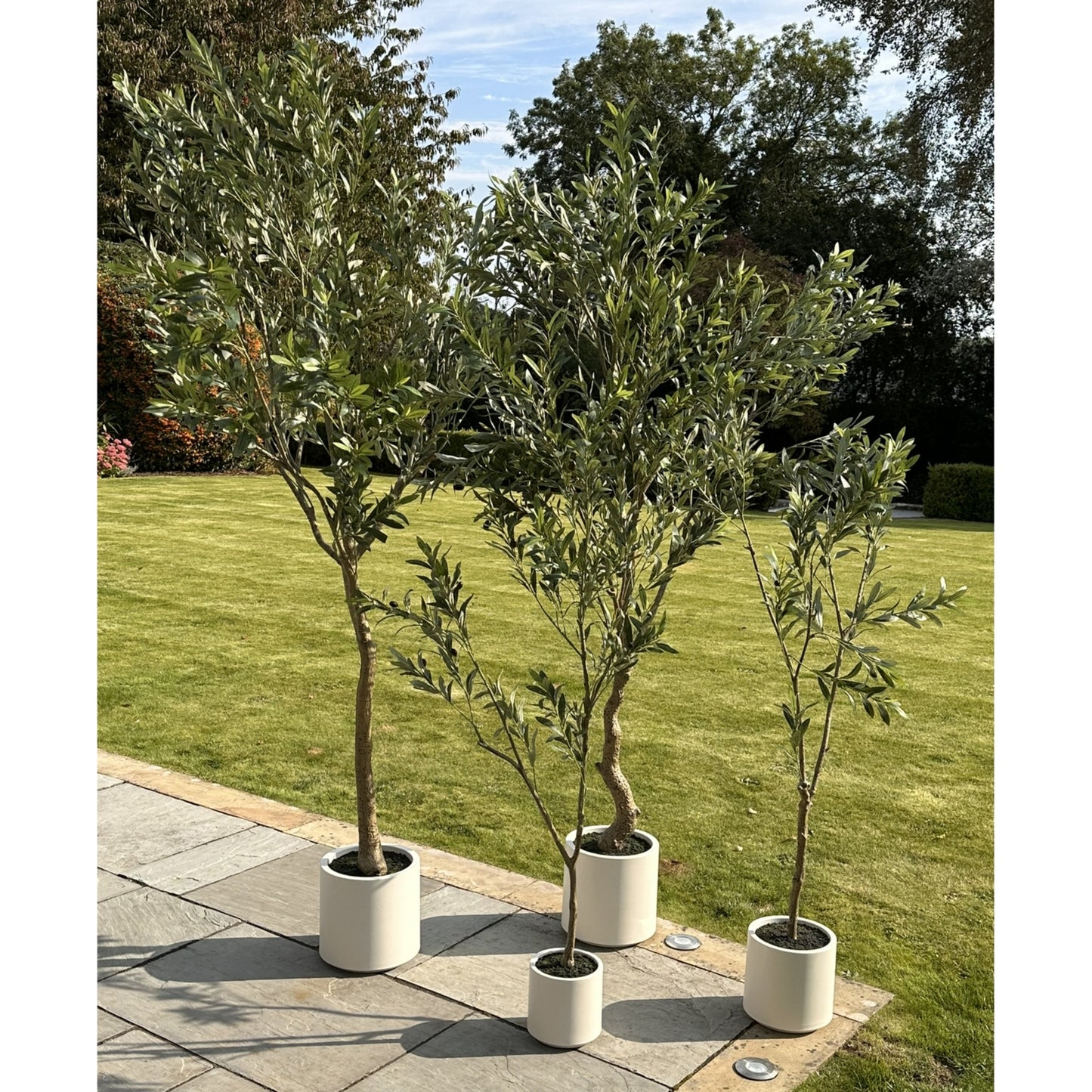Apulia Olive Tree In White Pot 210Cm - Potted Plants from the Quanta Home collection.