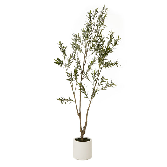 Apulia Olive Tree In White Pot 210Cm - Potted Plants from the Quanta Home collection.