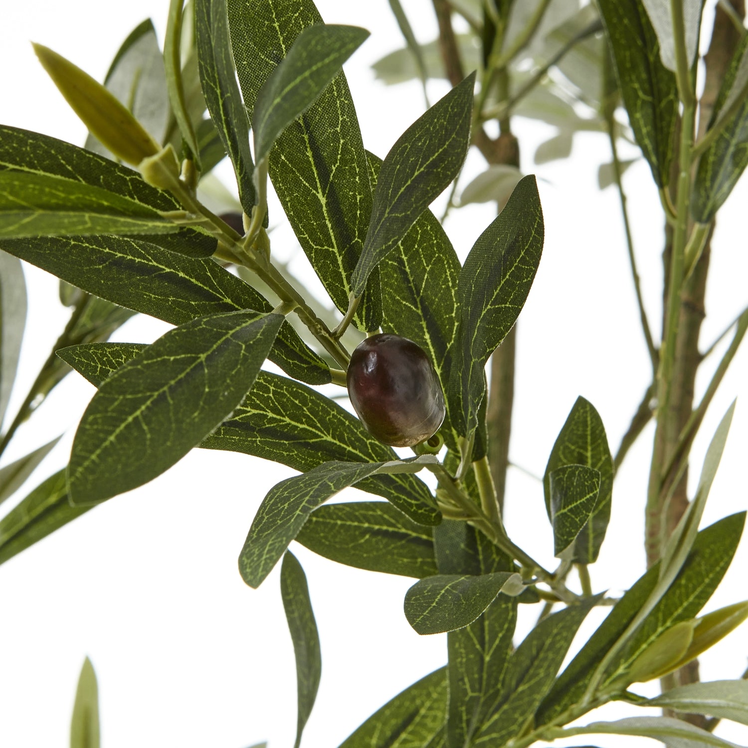 Apulia Olive Tree In White Pot 200Cm - Potted Plants from the Quanta Home collection.
