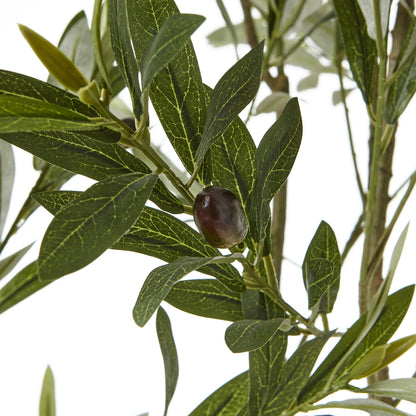 Apulia Olive Tree In White Pot 200Cm - Potted Plants from the Quanta Home collection.