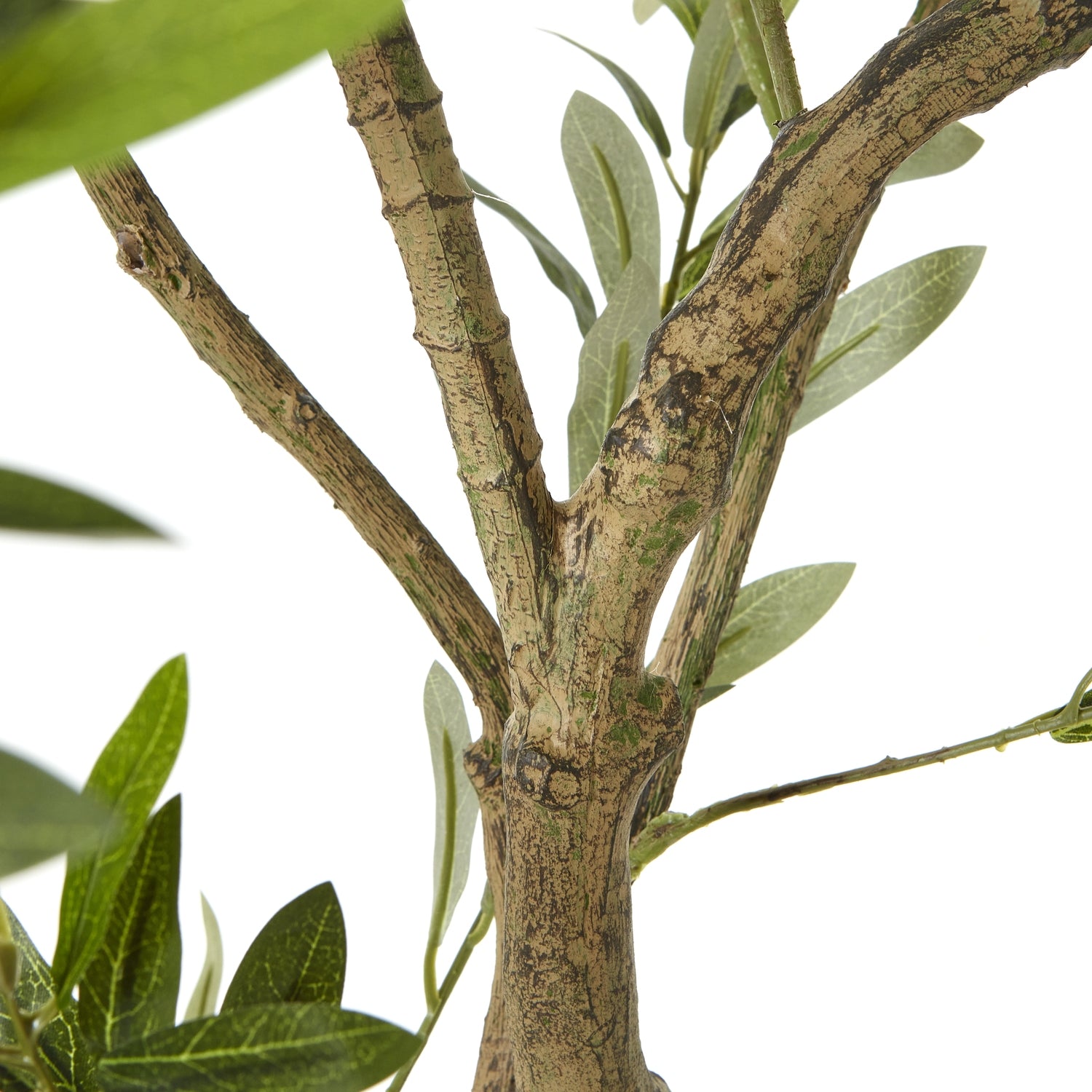 Apulia Olive Tree In White Pot 200Cm - Potted Plants from the Quanta Home collection.
