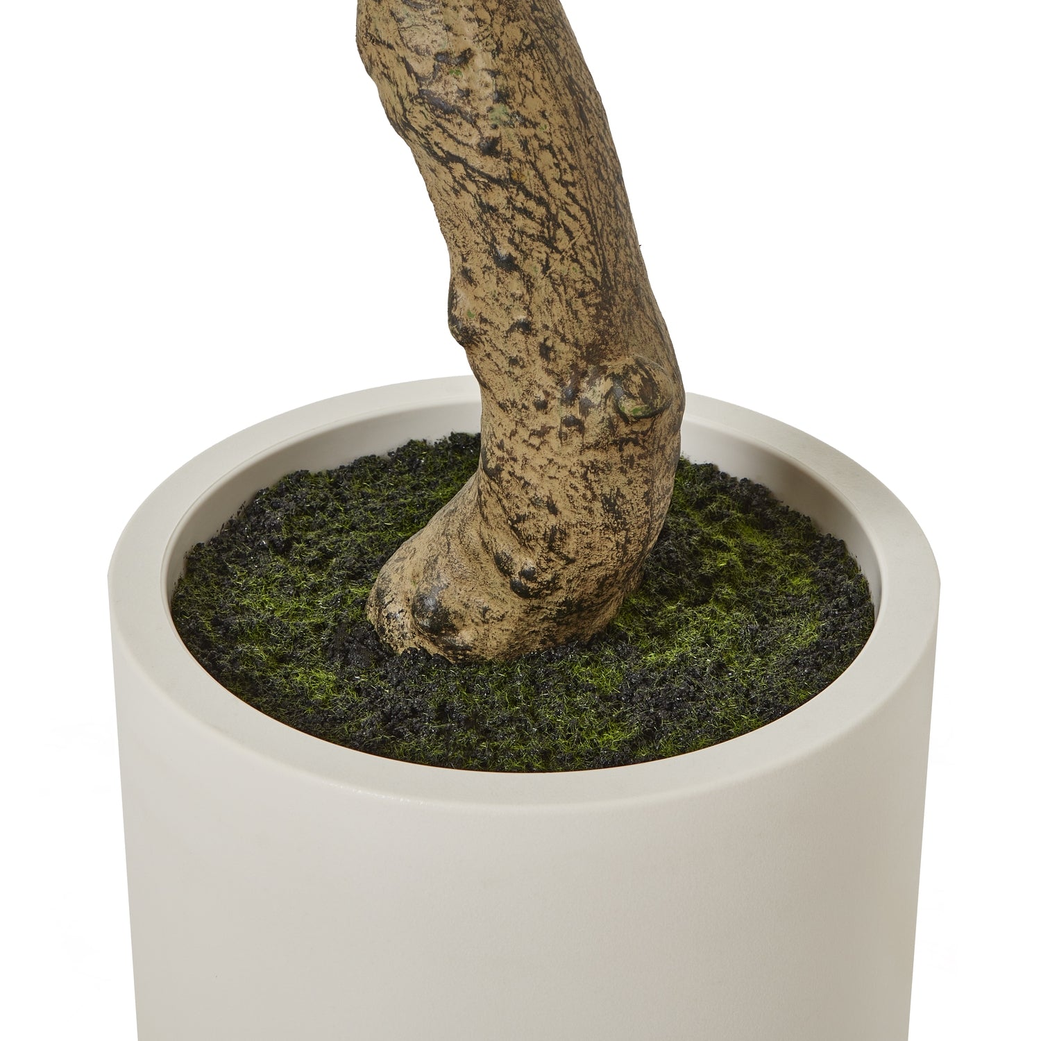 Apulia Olive Tree In White Pot 200Cm - Potted Plants from the Quanta Home collection.